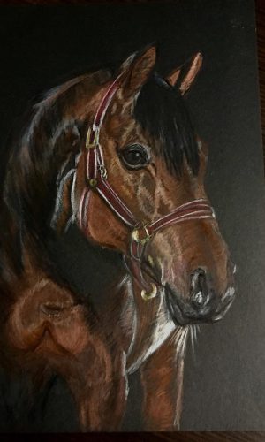 Niestandardowy portret konia wykonany ołówkami, z uzdą. Niestandardowy portret konia wykonany ołówkami, z uzdą.