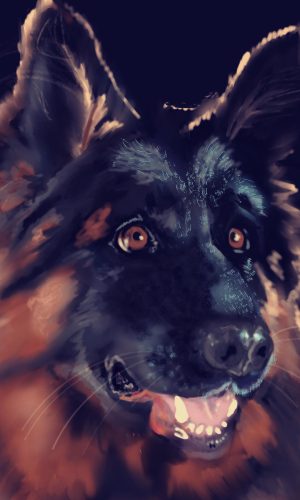 Na zamówienie portret owczarka niemieckiego wykonany kredkami (kredkami). Na zamówienie portret owczarka niemieckiego wykonany kredkami (kredkami).